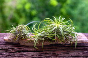 How To Care For The Lovely Air Plants That Adorn Your Home