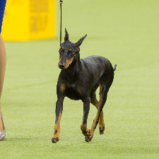 Manchester Terrier  Standard