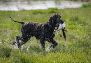 Discover the history, personality, hunting style, and training requirements of the unique Irish Water Spaniel