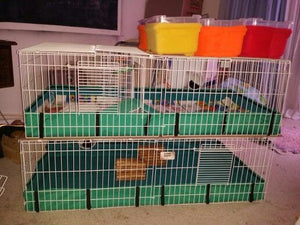 Modern Contemporary Midwest Guinea Pig Habitat Plus