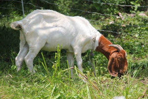 Raising Boer Goats – The Ultimate Guide